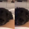 Illustration : Une femme enceinte parvient à capturer la réaction hilarante de son chien qui sent un coup de pied du bébé dans son ventre (vidéo) 