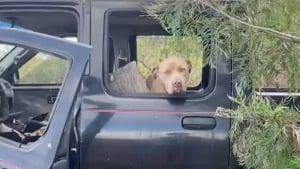 Illustration : "Trouvée dans un véhicule abandonné, cette chienne errante n’hésite pas un seul instant avant de suivre sa sauveuse pour changer de vie (vidéo)"