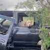 Illustration : Trouvée dans un véhicule abandonné, cette chienne errante n’hésite pas un seul instant avant de suivre sa sauveuse pour changer de vie (vidéo)