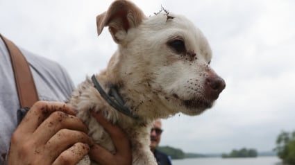 Illustration : "On pensait ne plus jamais le revoir", un pêcheur en kayak entend des aboiements étouffés et sauve un chien pris au piège dans un lac