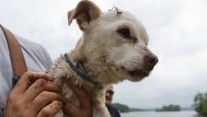 Illustration : "On pensait ne plus jamais le revoir", un pêcheur en kayak entend des aboiements étouffés et sauve un chien pris au piège dans un lac