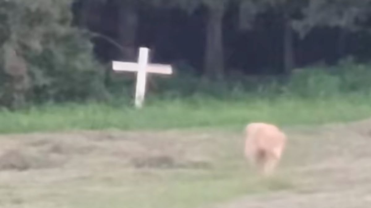 Illustration : "Un Golden Retriever se rend tous les soirs près de la croix rendant hommage à son « meilleur ami » disparu il y a des années"