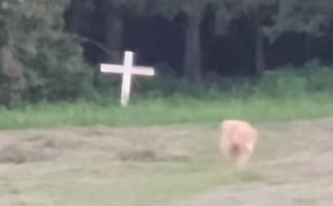 Un Golden Retriever se rend tous les soirs près de la croix rendant hommage à son « meilleur ami » disparu il y a des années