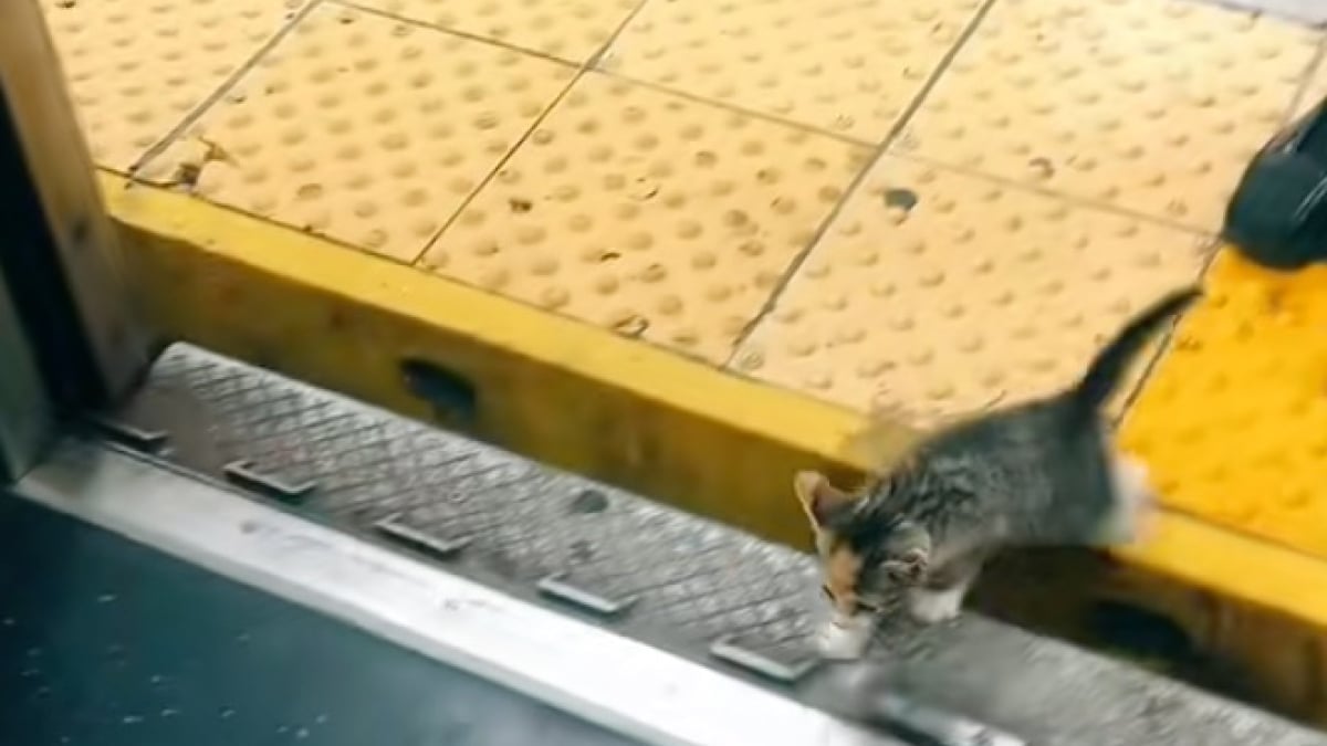 Illustration : "Repérée errante dans le métro, cette chatte reçoit l’aide d’une femme ne pouvant se résoudre à la laisser seule (vidéo)"