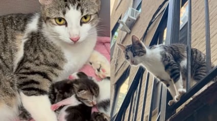 Illustration : Repérée par des habitants en train d’errer près des poubelles d’un immeuble, cette chatte gestante a été secourue in-extremis