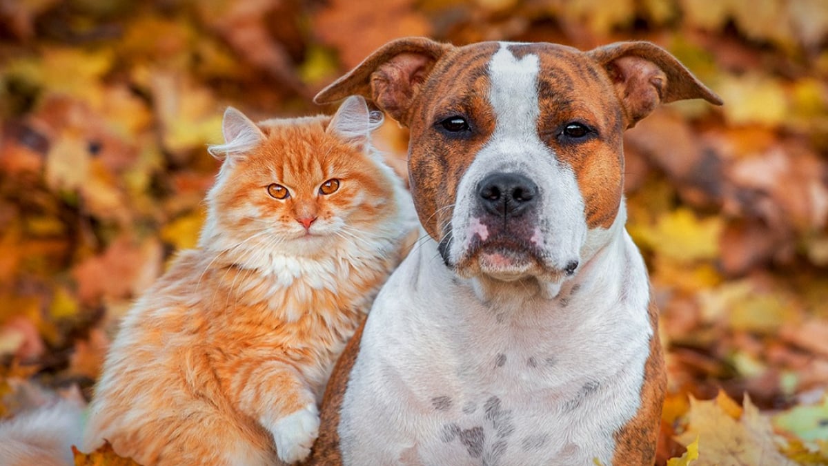 Illustration : "Équilibre & Instinct, l'alternative française et engagée qui mise sur une alimentation à base d’ingrédients naturels, locale et formulée sous contrôle vétérinaire pour chiens et chats"