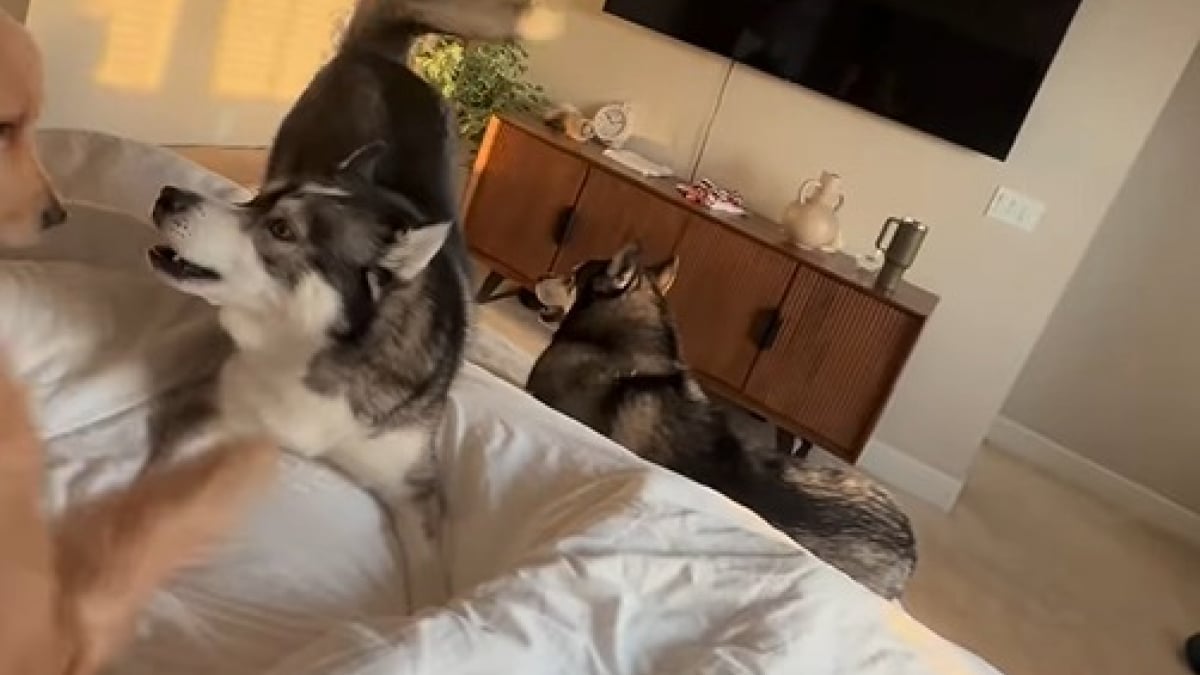 Illustration : "Un propriétaire de 4 chiens filme son réveil chaotique, mais joyeux, avec ses boules de poils (vidéo) "