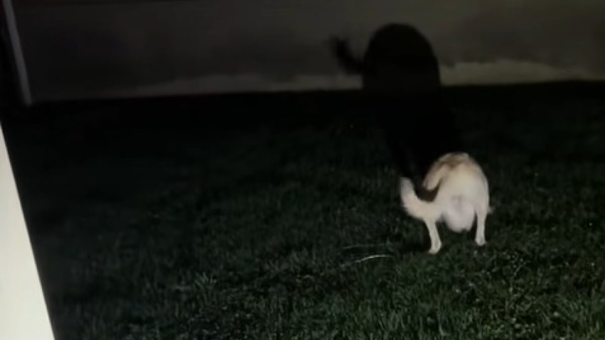 Illustration : "Un chien prend son ombre pour un nouvel ami lors d’une balade (vidéo) "