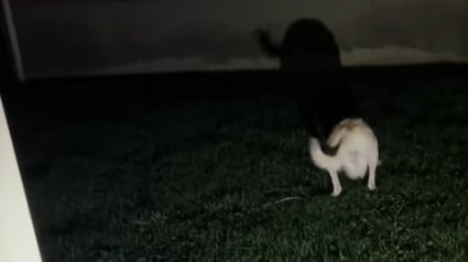 Illustration : Un chien prend son ombre pour un nouvel ami lors d’une balade (vidéo) 