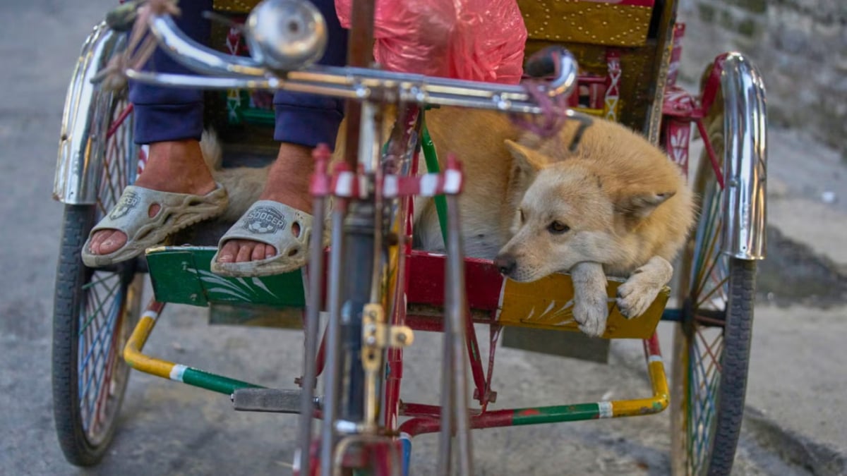 Illustration : "Ce chien ravit les touristes au Népal en accompagnant son maître, conducteur de pousse-pousse"