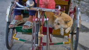 Illustration : Ce chien ravit les touristes au Népal en accompagnant son maître, conducteur de pousse-pousse