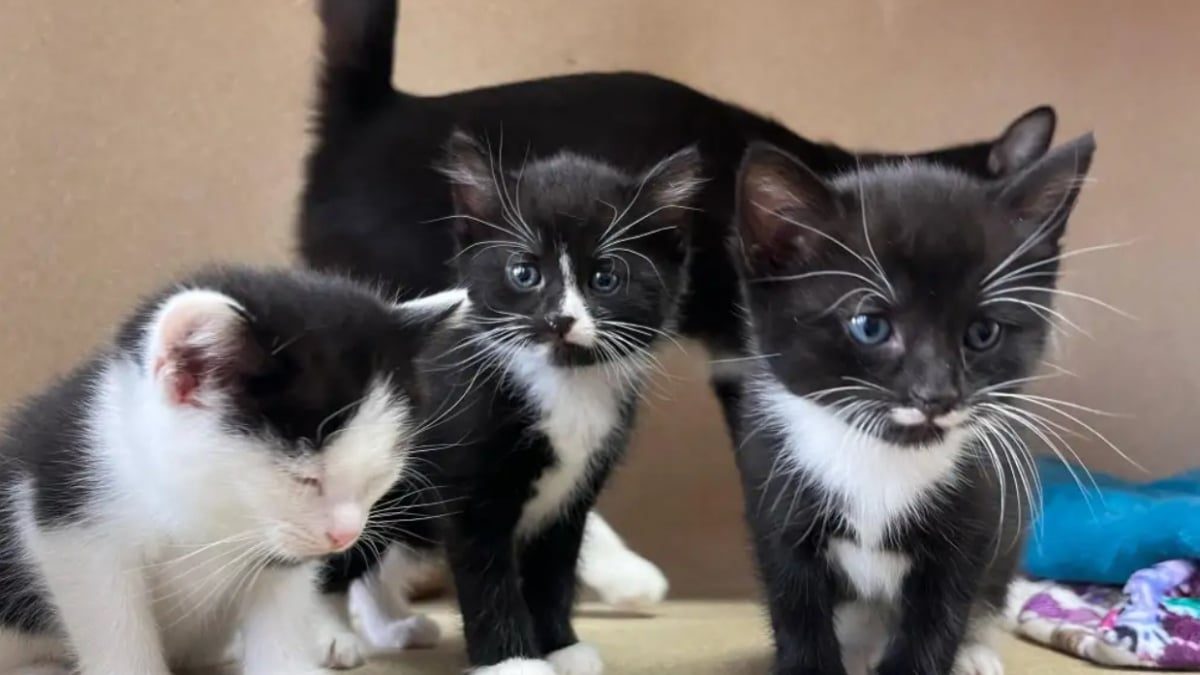 Illustration : "2 mères chattes et leurs 9 petits quittent la rue, un refuge leur offre une vie rêvée"
