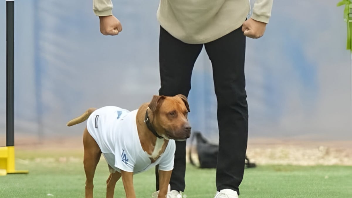 Illustration : "Un chien adopté dans un refuge par une vedette de baseball fait fuir des cambrioleurs grâce à ses aboiements"