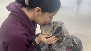 Illustration : "Maltraitée, forcée de reproduire à la chaîne puis lâchement abandonnée, cette chienne trouve sans le savoir refuge auprès de la famille idéale (vidéo)"