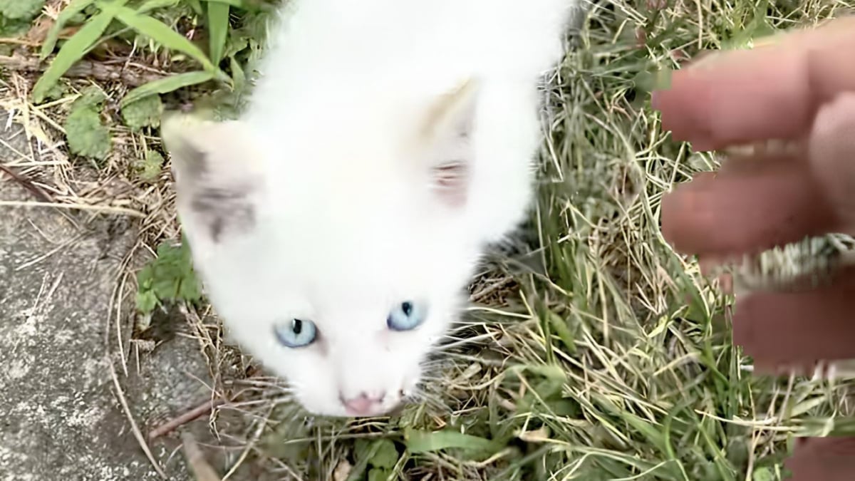 Illustration : "Blessé mais plein d’espoir, un chaton errant court vers une inconnue pour trouver de l’aide et prendre un nouveau départ (vidéo)"