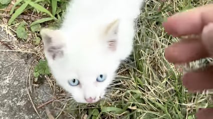 Illustration : Blessé mais plein d’espoir, un chaton errant court vers une inconnue pour trouver de l’aide et prendre un nouveau départ (vidéo)