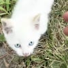 Illustration : Blessé mais plein d’espoir, un chaton errant court vers une inconnue pour trouver de l’aide et prendre un nouveau départ (vidéo)