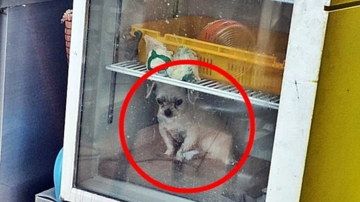 Illustration : "Une chienne séniore enfermée dans un réfrigérateur par sa propriétaire restauratrice pour