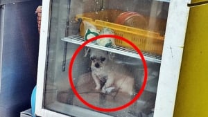 Illustration : Une chienne séniore enfermée dans un réfrigérateur par sa propriétaire restauratrice pour "la protéger de la chaleur", des associations réagissent