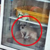 Illustration : Une chienne séniore enfermée dans un réfrigérateur par sa propriétaire restauratrice pour "la protéger de la chaleur", des associations réagissent