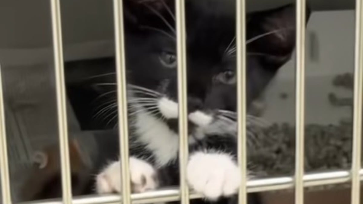 Illustration : "Un chaton de refuge au regard triste et collé aux barreaux de son box trouve enfin l'amour (vidéo) "