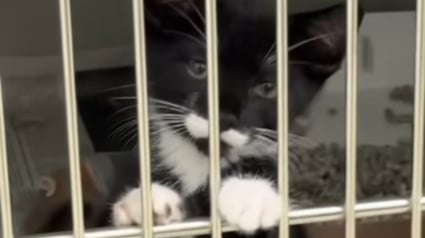 Illustration : Un chaton de refuge au regard triste et collé aux barreaux de son box trouve enfin l'amour (vidéo) 