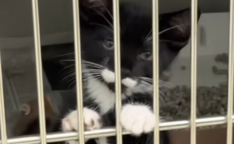 Un chaton de refuge au regard triste et collé aux barreaux de son box trouve enfin l'amour (vidéo) 