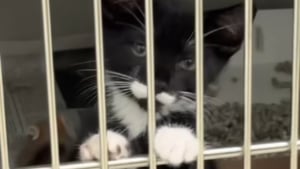 Illustration : "Un chaton de refuge au regard triste et collé aux barreaux de son box trouve enfin l'amour (vidéo) "