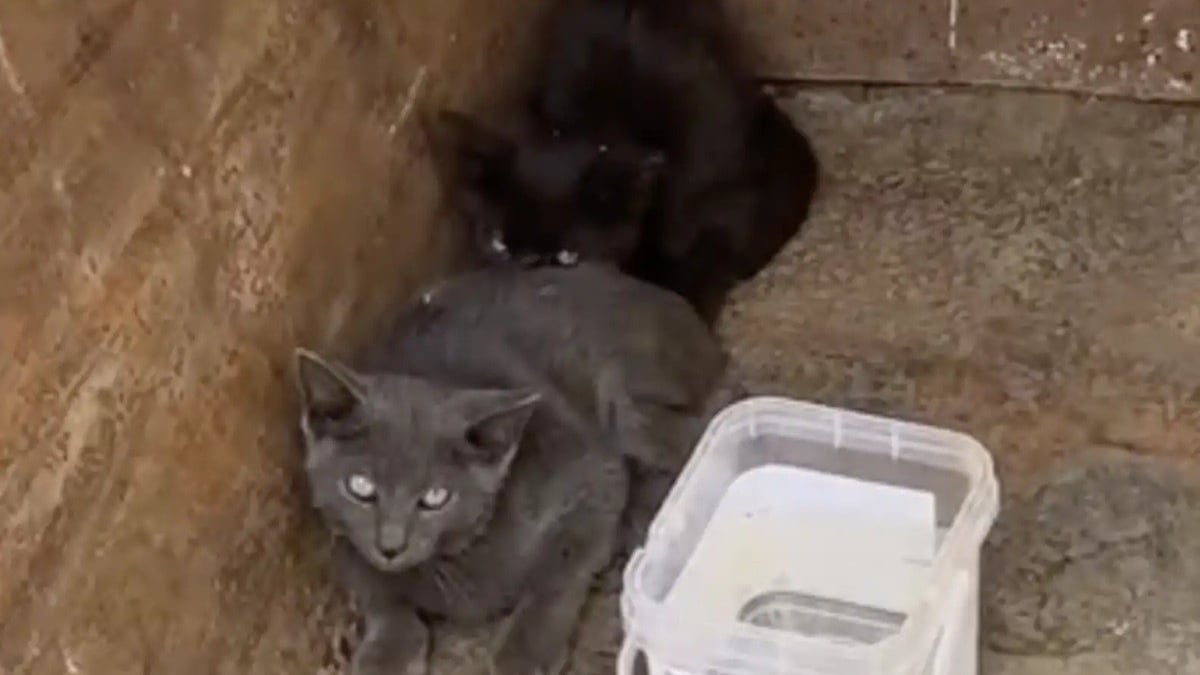 Illustration : "In extremis, des ouvriers du bâtiment sauvent trois chatons au milieu des ordures sur un chantier et changent leur destin (vidéo)"