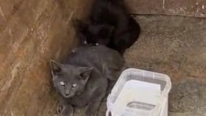 Illustration : "In extremis, des ouvriers du bâtiment sauvent trois chatons au milieu des ordures sur un chantier et changent leur destin (vidéo)"