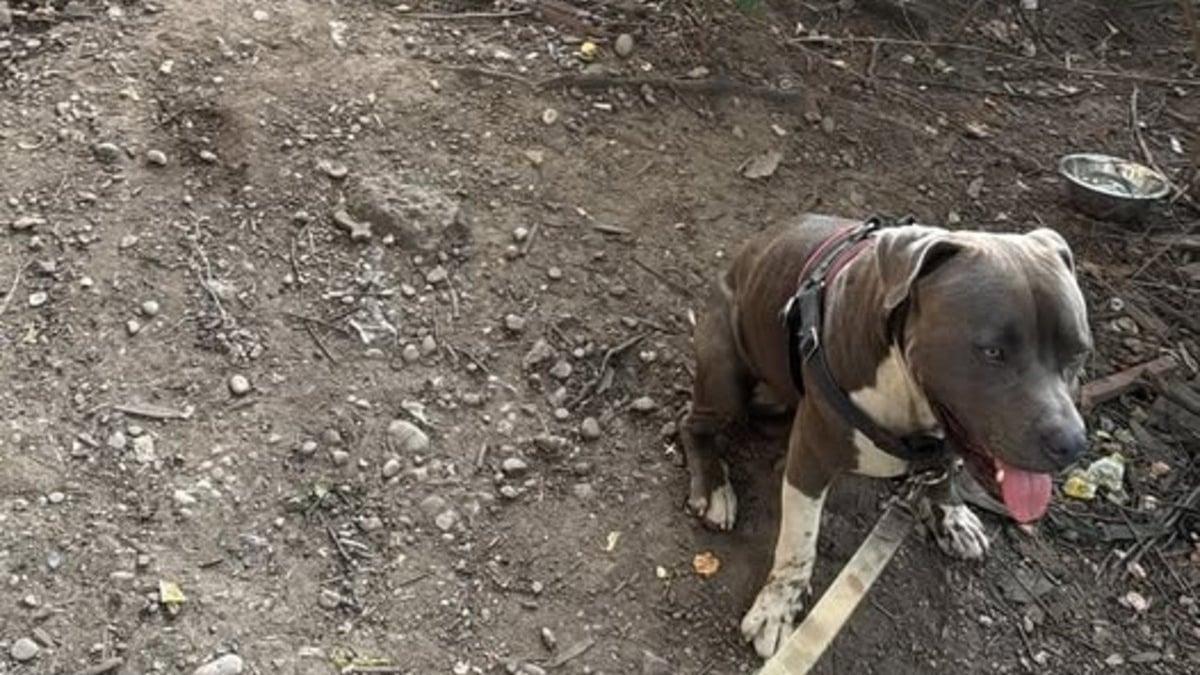 Illustration : "Il suit un chien traînant sa laisse dans un parc, trouve 2 personnes inconscientes et décide de garder l'animal le temps qu'elles se rétablissent"