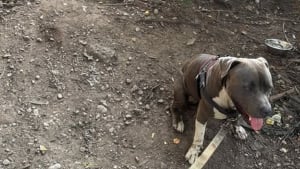 Illustration : "Il suit un chien traînant sa laisse dans un parc, trouve 2 personnes inconscientes et décide de garder l'animal le temps qu'elles se rétablissent"