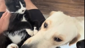 Illustration : "Un chaton sauvé d'une vie d'errance et de solitude crée une routine touchante avec son nouveau meilleur ami canin (vidéo)"