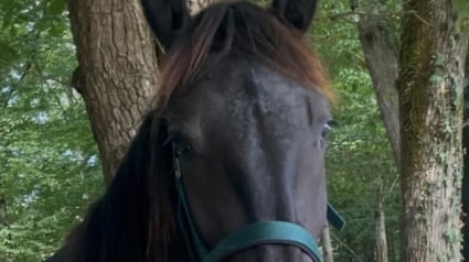 Illustration : Les habitants de ce village se mobilisent massivement pour retrouver Tonio, un cheval disparu pleuré par sa jeune maîtresse (vidéo)