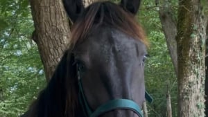 Illustration : "Les habitants de ce village se mobilisent massivement pour retrouver Tonio, un cheval disparu pleuré par sa jeune maîtresse (vidéo)"