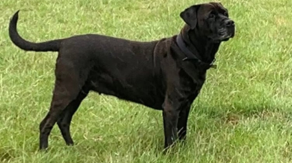 Illustration : Le chien d’un homme sans famille se retrouve seul après son décès, les habitants de son île le prennent sous leur aile