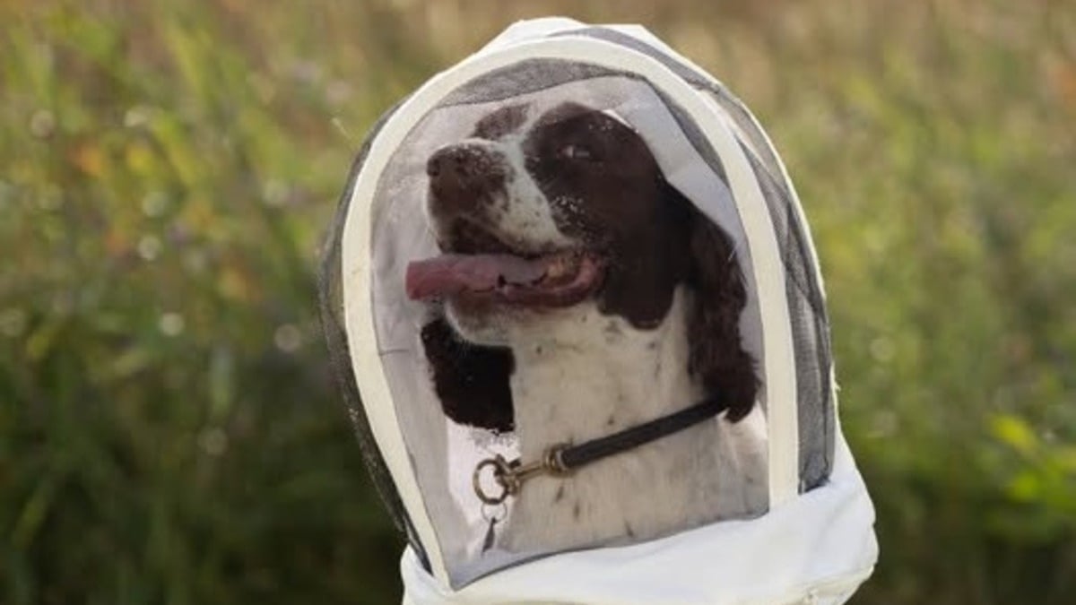Illustration : "Après une longue carrière dans la police, cette chienne se consacre désormais à protéger les abeilles contre une maladie dévastatrice"
