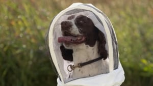 Illustration : "Après une longue carrière dans la police, cette chienne se consacre désormais à protéger les abeilles contre une maladie dévastatrice"