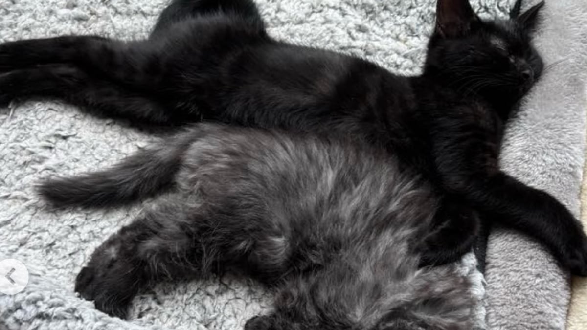 Illustration : "Ces 2 chatons n’appartiennent pas à la même portée mais sont pourtant liés pour toujours en se soutenant dans les moments difficiles "