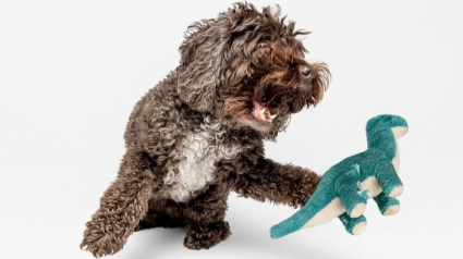 Illustration : 15 magnifiques portraits de chiens immortalisés par un photographe animalier primé