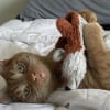 Illustration : 5 photos de chats adorables qui ressemblent à des petits vampires