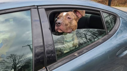 Illustration : "7 ans, c’est bien trop long à attendre", l’appel d'un refuge pour offrir un foyer à un chien qui y a passé toute sa vie