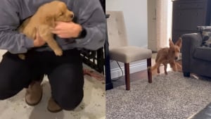 Illustration : "À peine arrivé dans sa nouvelle maison, ce chiot connu comme étant le plus sage dévoile son vrai visage (vidéo) "