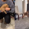 Illustration : À peine arrivé dans sa nouvelle maison, ce chiot connu comme étant le plus sage dévoile son vrai visage (vidéo) 
