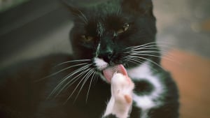 Illustration : "6 raisons pour lesquelles un chat peut se lécher de façon excessive"