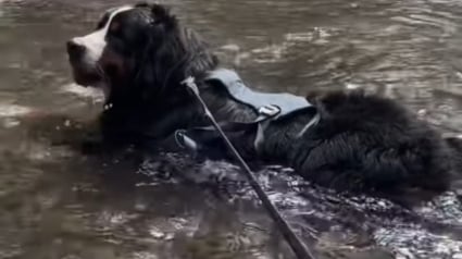 Illustration : En quête de fraîcheur lors d'une promenade, ce Bouvier Bernois décide de "ne faire qu'un avec la rivière" et ne veut plus en sortir (vidéo)