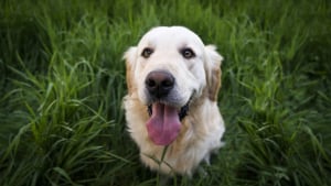 Illustration : Les 10 meilleures façons dont votre chien essaye de vous faire sourire