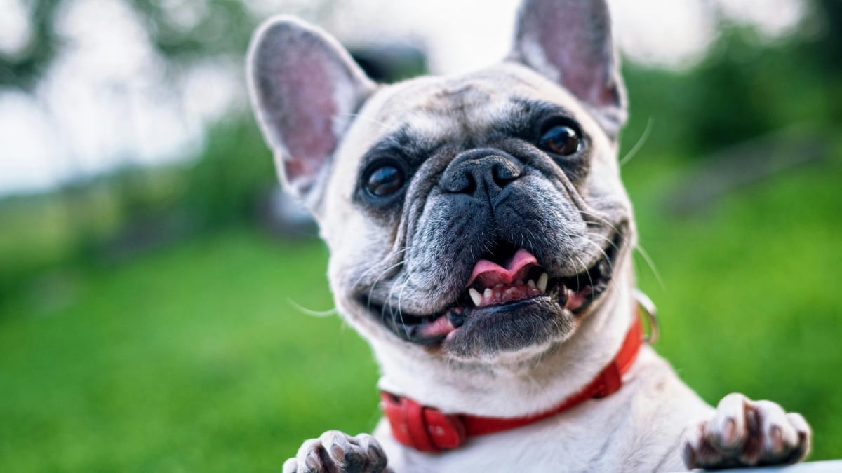 Illustration : "12 comportements de chiens qui nous laissent perplexes"