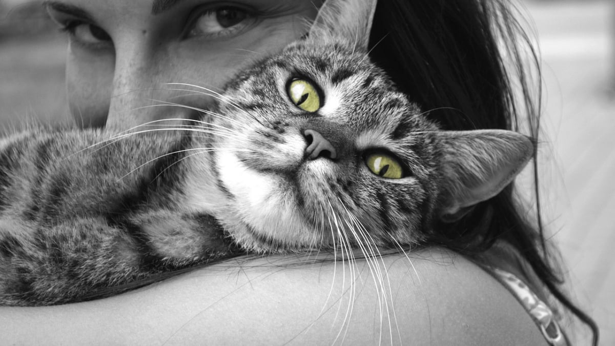 Illustration : "9 indices qui prouvent que votre chat sait exactement quand vous avez besoin d’être câliné"