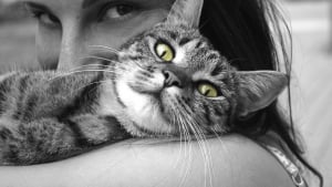 Illustration : 9 indices qui prouvent que votre chat sait exactement quand vous avez besoin d’être câliné